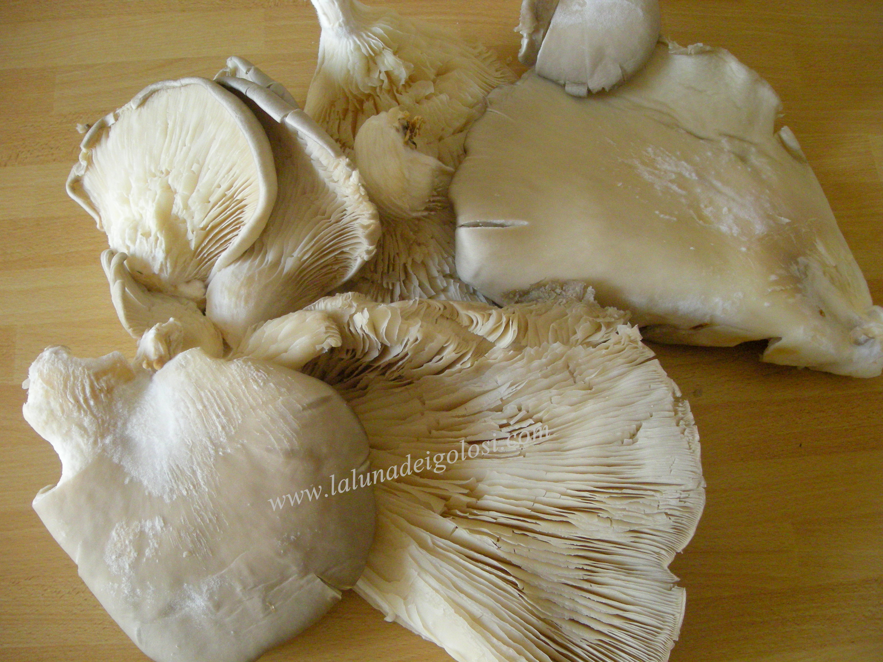 funghi Pleurotus Ostreatus detti anche "orecchiette"o "orecchioni"